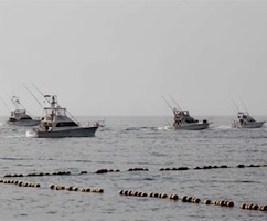 Más de 30 embarcaciones, a la `caza´ del blue marlin en Pasito Blanco